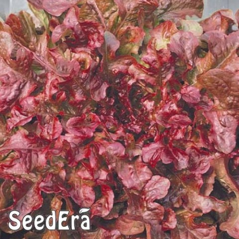 Салат листовий Дубовий бордовий фото