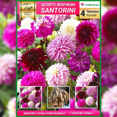 Преміум жоржини Santorini (брендова упаковка) фото