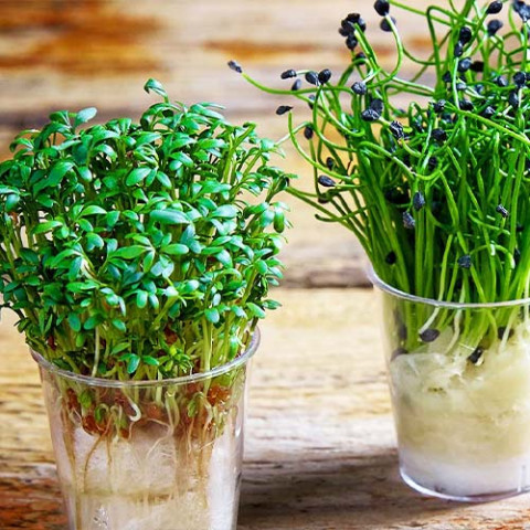 Насіння мікрозелені Кресс салату фото