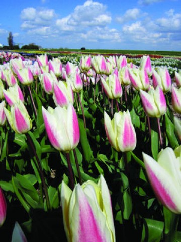 Тюльпан Silk Surprise фото