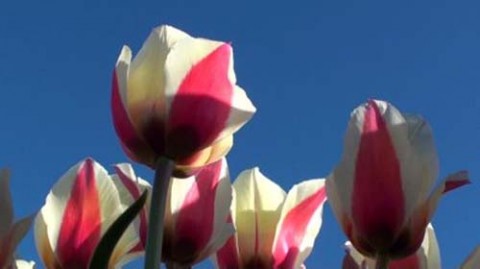 Тюльпан Spring Surprise фото