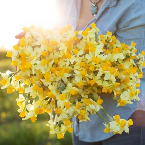 Нарцис Spring Sunshine фото