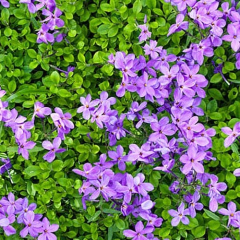 Флокс Stolonifera Purpurea Purple фото
