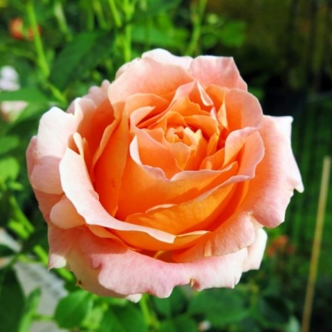 Троянда Polka фото