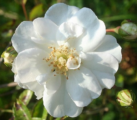 Троянда Swany фото