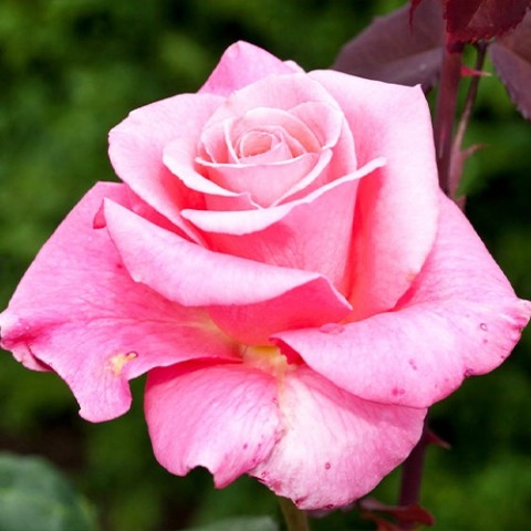 Троянда Sylvia фото