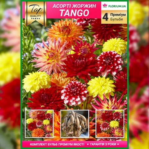 Преміум жоржини Tango (брендова упаковка) фото