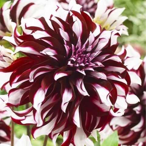 Жоржина Tartan (Гігантська квітка) фото