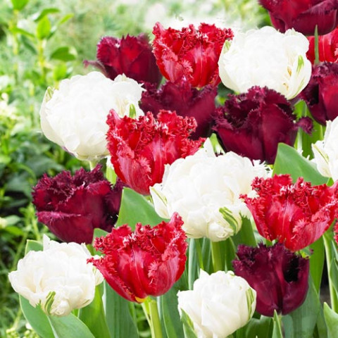Мікс тюльпанів Temptation (30 цибулин) фото