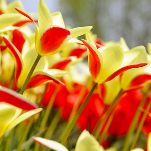 Тюльпан Clusiana Chrysantha фото