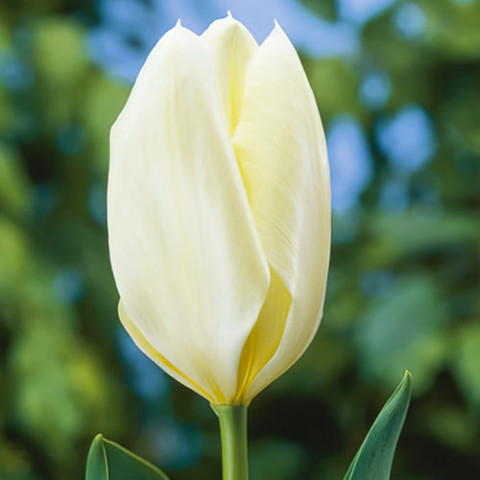 Тюльпан White Emperor (Purissima) фото