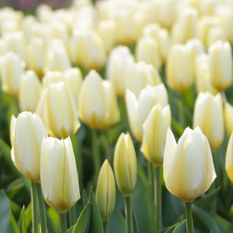 Тюльпан White Emperor (Purissima) фото