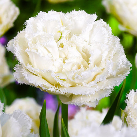 Тюльпан Snow Crystal фото