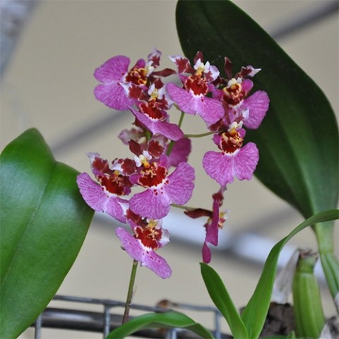 Орхідея Толумнія (Tolumnia) фото