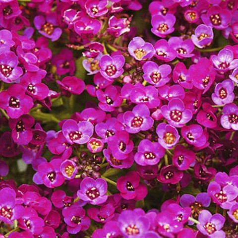 Алісум Великодній Капелюх, рожевий фото