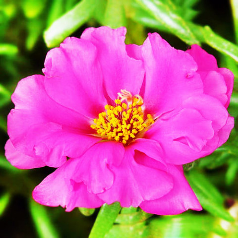Портулак Грандіфлора, рожевий фото