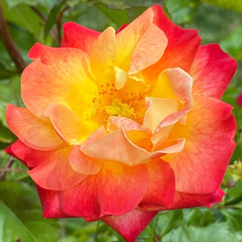 Троянда Firebird фото