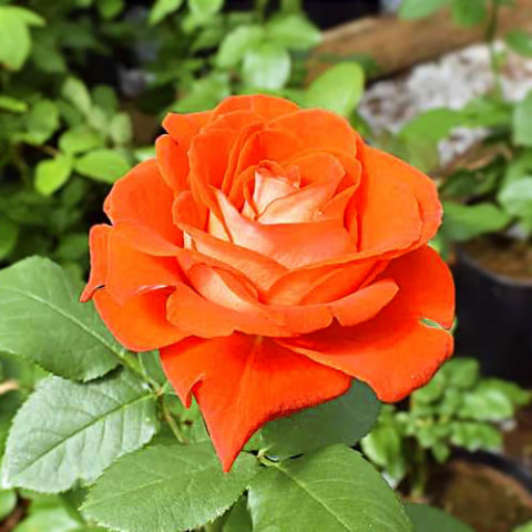 Троянда Verano фото