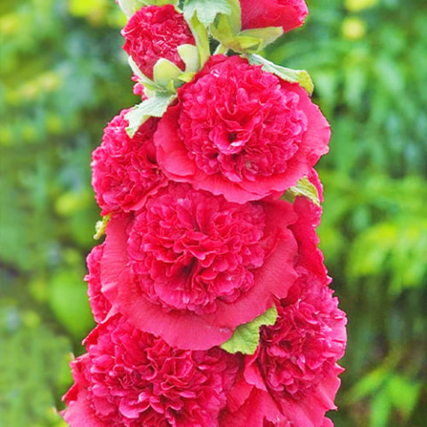 Шток-роза Майоретте, червона фото