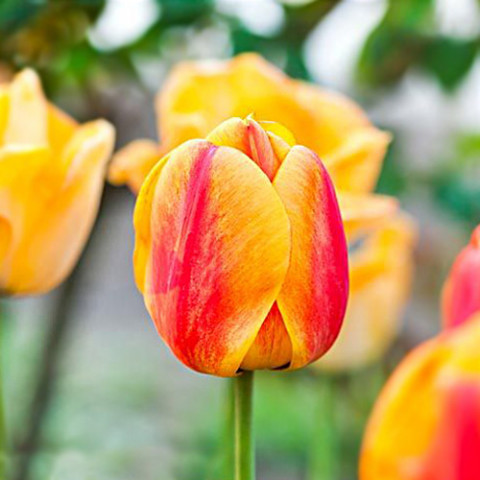 Тюльпан Oxford Wonder фото