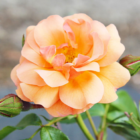 Троянда Aprikola фото