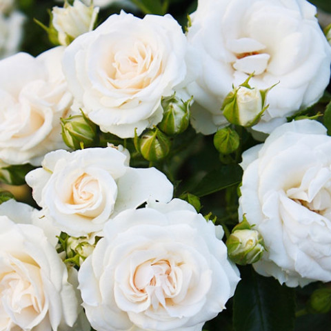 Троянда Aspirin Rose (Рясноквітучий) фото
