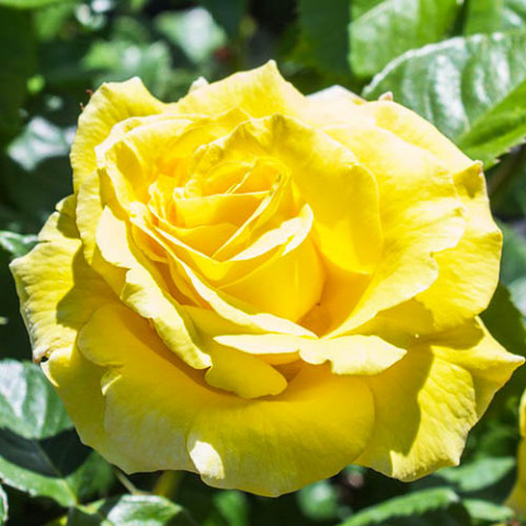 Троянда Berolina фото