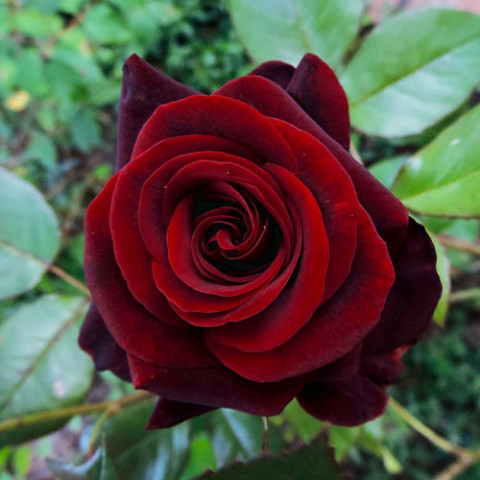 Троянда Black Magic (Унікальне забарвлення) фото