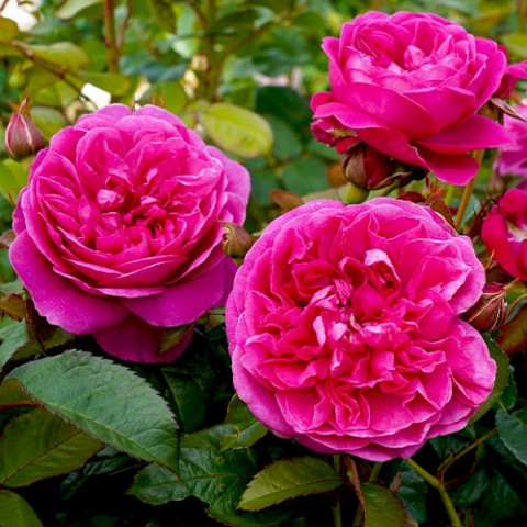 Троянда James L. Austin (Насичений аромат) фото