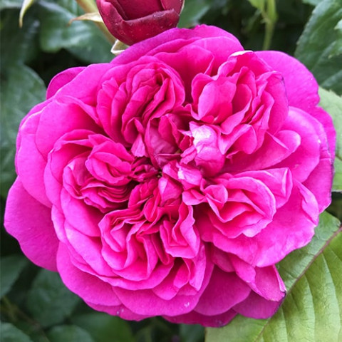 Троянда James L. Austin (Насичений аромат) фото