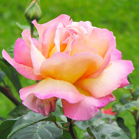 Троянда штамбова Gloria Dei фото