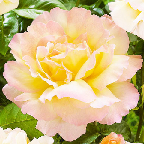 Троянда штамбова Gloria Dei фото