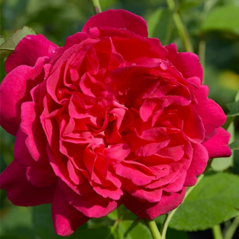 Троянда Thomas А' Becket фото