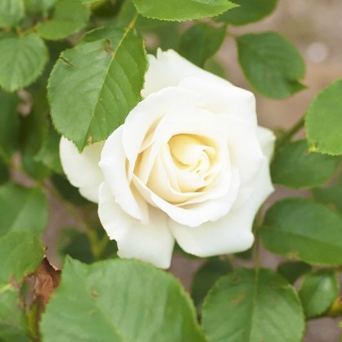 Троянда Anastasia фото