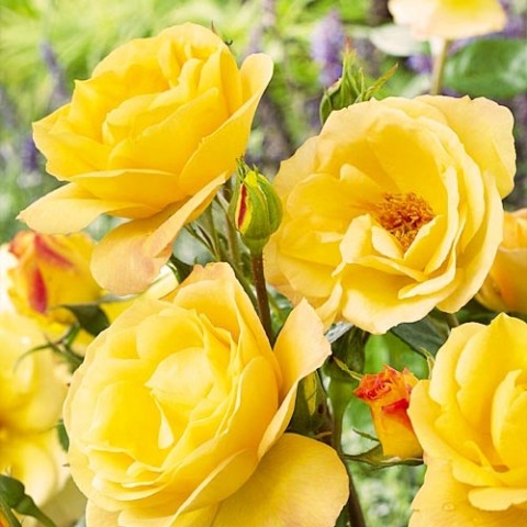 Троянда Arthur Bell фото