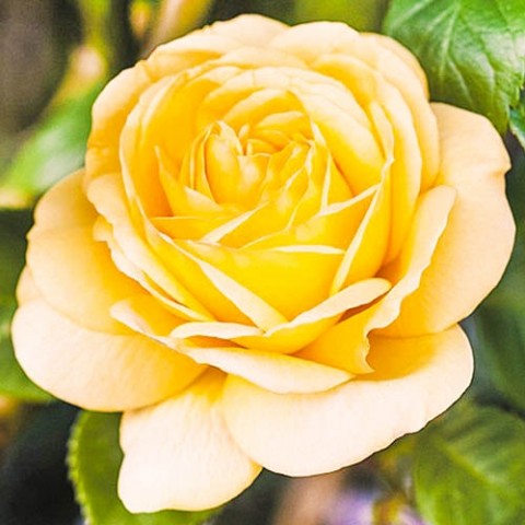 Троянда Arthur Bell фото