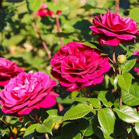 Троянда Bellevue фото