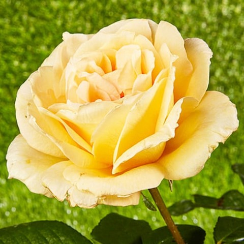 Троянда Casanova фото