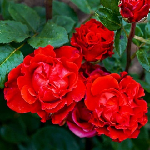Троянда El Toro фото