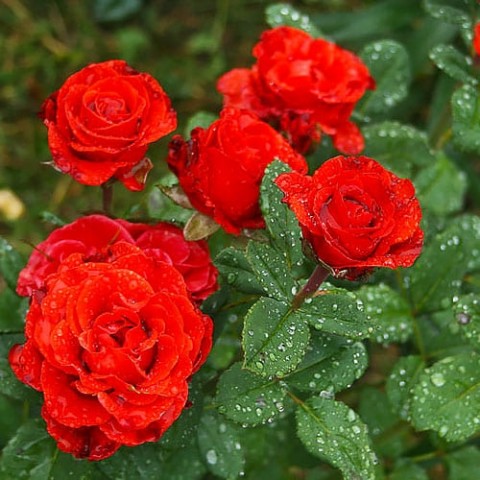 Троянда El Toro фото