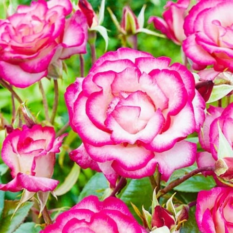 Троянда Haendel фото