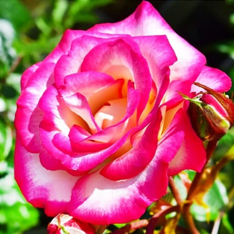 Троянда Haendel фото