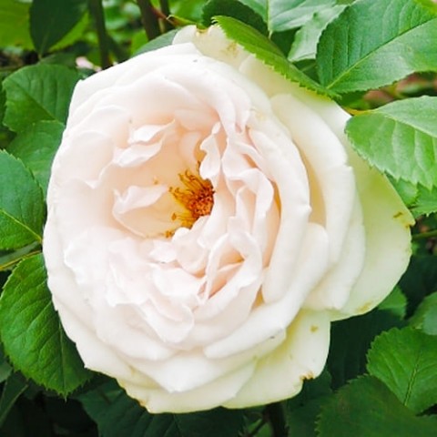 Троянда Helena Renaissance фото