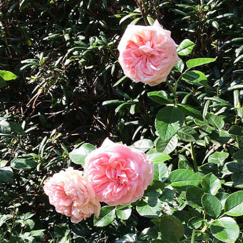 Троянда La Fontaine Aux Perles фото
