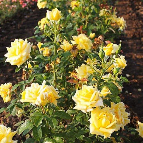 Троянда Landora фото