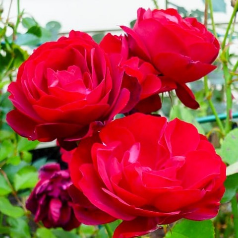 Троянда Lilli Marleen фото
