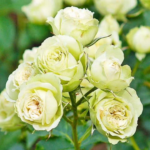 Троянда Lovely Green фото
