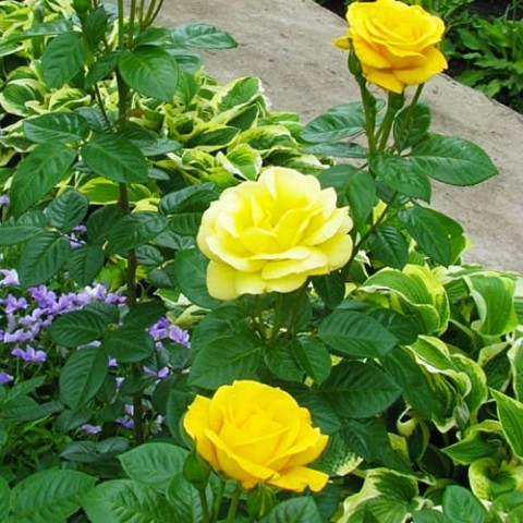 Троянда Papillon фото