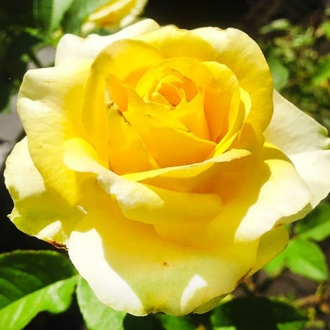 Троянда Papillon фото