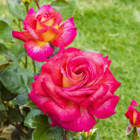Троянда Parfum de Grasse фото